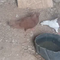 کبوتر|پرنده|چگنی, |دیوار