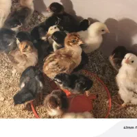 جوجه لاری و برهما