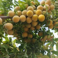 آلو قطره طلا(بخارا)|خوردنی و آشامیدنی|دلیجان, |دیوار