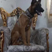 توله سگ نر مالینویز 7 ماهه