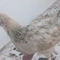 مرغ عربی