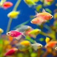 مرکز پخش ماهی شب عید