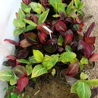 گل آپارتمانی و باغچه ای به قیمت حراج
