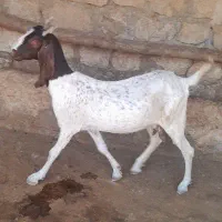 بز درجه۱