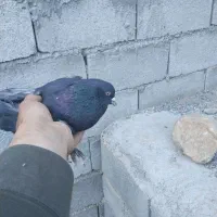 کبوتر پر روزگاری