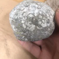 فسیل مرجان و چن فسیل کامل دیگر