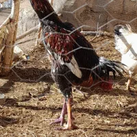 خروس لاری دورگ افغان
