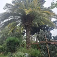 پالم یوکا یاس سروشیراز سیکاس درجه ۱ ریشه کاملا پرس