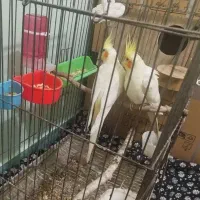 جفت عروس مولد با تخم رگه زده