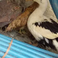 فروش جوجه مرغ و اردک