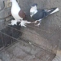 کفتر پلاس ،کاکلی،کاکلی پرپا، زرد  سرخ،  پلاس فغانی