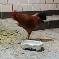 خروس و مرغ