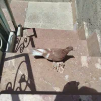 کبوترپاپر سرخ