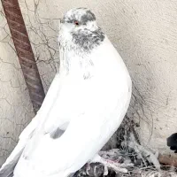 کبوتر پرشی