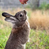واگذاری خرگوش به شرط تایید