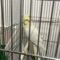 عروس نر و ماده