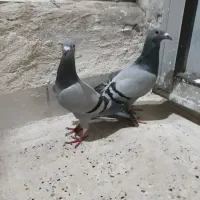 نر ماده مسافتی کار درست