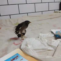 مینا جوجه دوماه