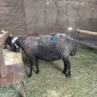 تعداد چندراس دام بفروش میرسد