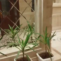 ۵۰ متر ویلایی دربست تمیز نزدیک اتوبان و مترو