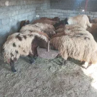 بره نرماده داشتی ومحلی