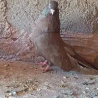 سه‌کبوتر‌خوب