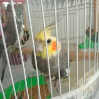 جفت عروس هلندی