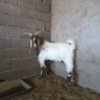 فروش بز و گوسفند یک جا