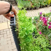 نشا گرجه بادمجان فلفل توت فرنگی نعنا