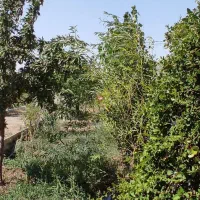باغ