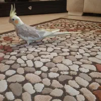عروس هلندی