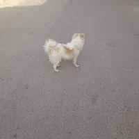 واگذاری سگ