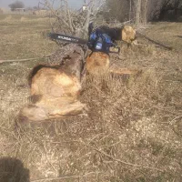 خرید و برش چوب