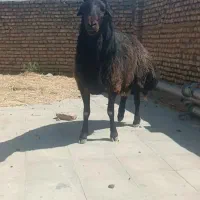 قوچ جوان هترو