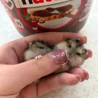 همستر مینیاتوری