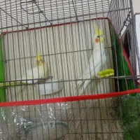 یک جفت عروس هلندی