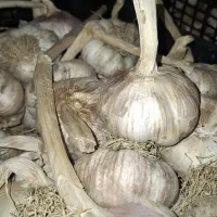 سیر بذری