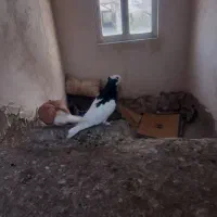 طوق سیاه ماده