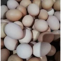 تخم‌ مرغ‌ تازه