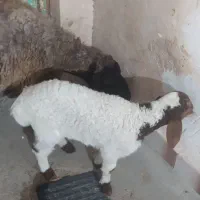 میش جوان