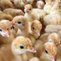 جوجه بوقلمون یک روزه بیوتی ۶ زرین فوق سنگین