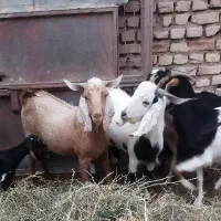 گوسفند فروشی