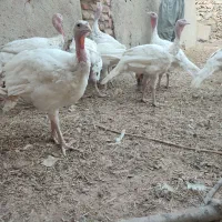فروش بوقلمون