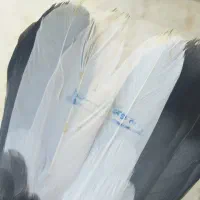 کبوتر پرشی مهرخورده