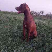 توله شکاری بسیار زرنگ تیز