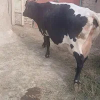 گاو ۲شکم زاییده ۱۷کیلو شیر