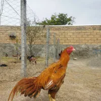 خروس لاری
