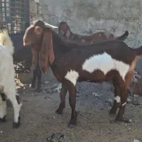 بیگ نر