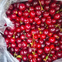 آلبالو فرنگی