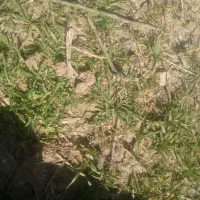 فروش ریشه شیرین بیان